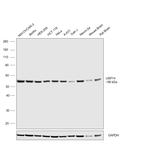 USP14 Antibody in Western Blot (WB)