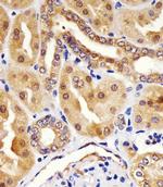 HINT1 Antibody in Immunohistochemistry (Paraffin) (IHC (P))