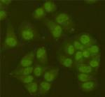 SIRT6 Antibody in Immunocytochemistry (ICC/IF)