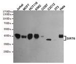 SIRT6 Antibody in Western Blot (WB)