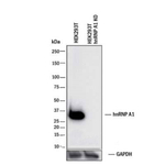 hnRNP A1 Antibody in Western Blot (WB)