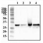 hnRNP A1 Antibody in Western Blot (WB)