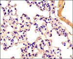 Caspase 4 Antibody in Immunohistochemistry (Paraffin) (IHC (P))