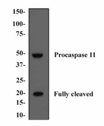 Caspase 4 Antibody in Western Blot (WB)