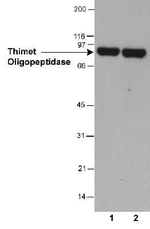 Thimet Oligopeptidase Antibody in Western Blot (WB)