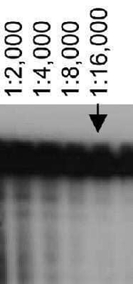 ABCA7 Antibody in Western Blot (WB)