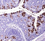 ABCG8 Antibody in Immunohistochemistry (Paraffin) (IHC (P))