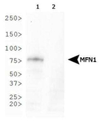MFN1 Antibody in Western Blot (WB)