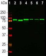 EWSR1 Antibody in Western Blot (WB)