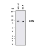 EWSR1 Antibody in Western Blot (WB)