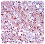 SCP3 Antibody in Immunohistochemistry (Paraffin) (IHC (P))