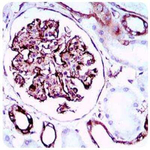 SCP3 Antibody in Immunohistochemistry (Paraffin) (IHC (P))