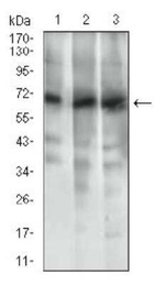 ABCG5 Antibody in Western Blot (WB)
