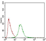PON1 Antibody in Flow Cytometry (Flow)