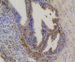 HSPA4 Antibody in Immunohistochemistry (Paraffin) (IHC (P))
