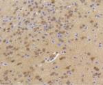 HSPA4 Antibody in Immunohistochemistry (Paraffin) (IHC (P))