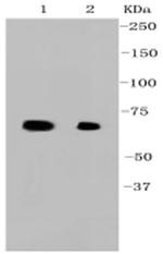 HSPA4 Antibody in Western Blot (WB)