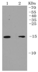 ARPC5 Antibody in Western Blot (WB)