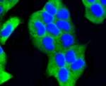 PHD1 Antibody in Immunocytochemistry (ICC/IF)
