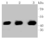 PHD1 Antibody in Western Blot (WB)