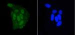 DGCR8 Antibody in Immunocytochemistry (ICC/IF)