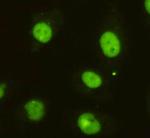 DBC1 Monoclonal Antibody (3G4)