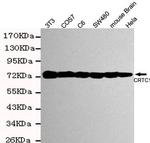 Torc1 Monoclonal Antibody (2D4)