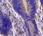 IDH1 Monoclonal Antibody (4A3)