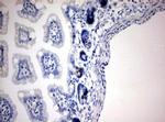 IdU Antibody in Immunohistochemistry (Paraffin) (IHC (P))