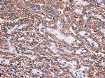 Carboxypeptidase A1 Antibody in Immunohistochemistry (Paraffin) (IHC (P))