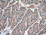 NTF3 Antibody in Immunohistochemistry (Paraffin) (IHC (P))