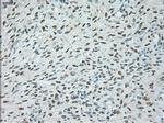 USP13 Antibody in Immunohistochemistry (Paraffin) (IHC (P))