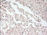 USP13 Antibody in Immunohistochemistry (Paraffin) (IHC (P))