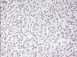USP13 Antibody in Immunohistochemistry (Paraffin) (IHC (P))