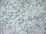 Prominin 2 Antibody in Immunohistochemistry (Paraffin) (IHC (P))
