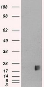 NeuroG3 Antibody in Western Blot (WB)