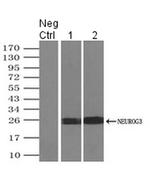 NeuroG3 Antibody in Immunoprecipitation (IP)
