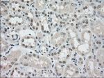 SSB Antibody in Immunohistochemistry (Paraffin) (IHC (P))