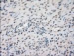SSB Antibody in Immunohistochemistry (Paraffin) (IHC (P))