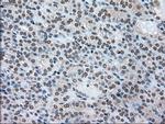SSB Antibody in Immunohistochemistry (Paraffin) (IHC (P))