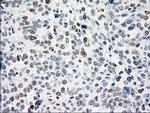 NRBP Antibody in Immunohistochemistry (Paraffin) (IHC (P))