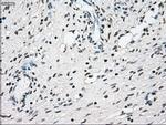 NRBP Antibody in Immunohistochemistry (Paraffin) (IHC (P))