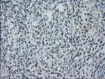 NRBP Antibody in Immunohistochemistry (Paraffin) (IHC (P))