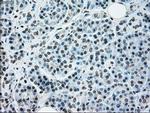 NRBP Antibody in Immunohistochemistry (Paraffin) (IHC (P))