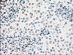 NRBP Antibody in Immunohistochemistry (Paraffin) (IHC (P))