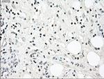 NRBP Antibody in Immunohistochemistry (Paraffin) (IHC (P))
