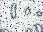 NRBP Antibody in Immunohistochemistry (Paraffin) (IHC (P))