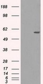 NRBP Antibody in Western Blot (WB)