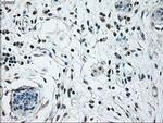 NRBP Antibody in Immunohistochemistry (Paraffin) (IHC (P))