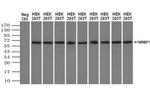 NRBP Antibody in Western Blot (WB)
